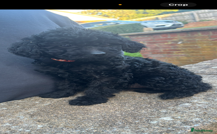 Labradoodle dogs - Advert 13