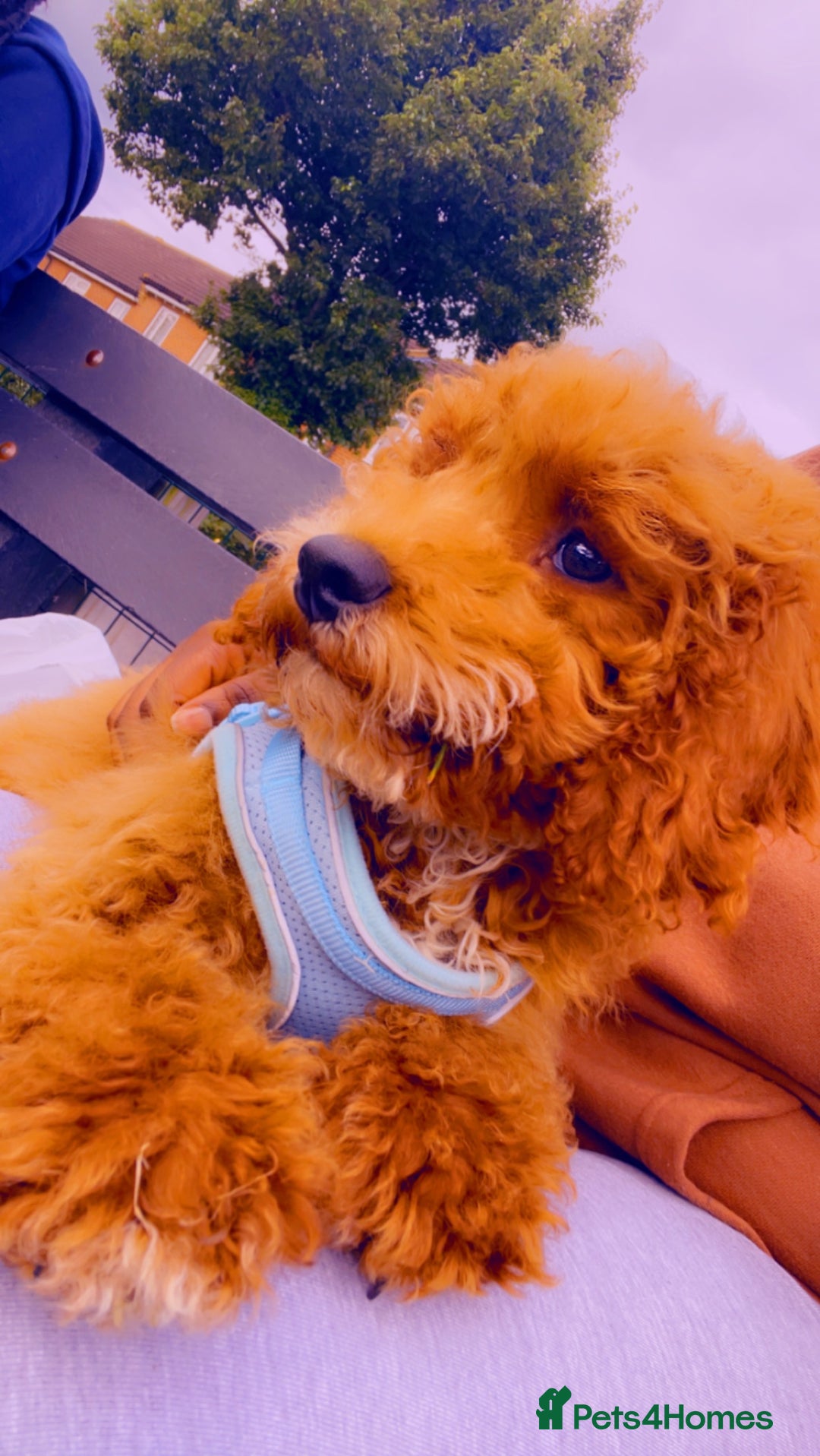 Cockapoo dogs for sale: Cockapoo  - Image 3