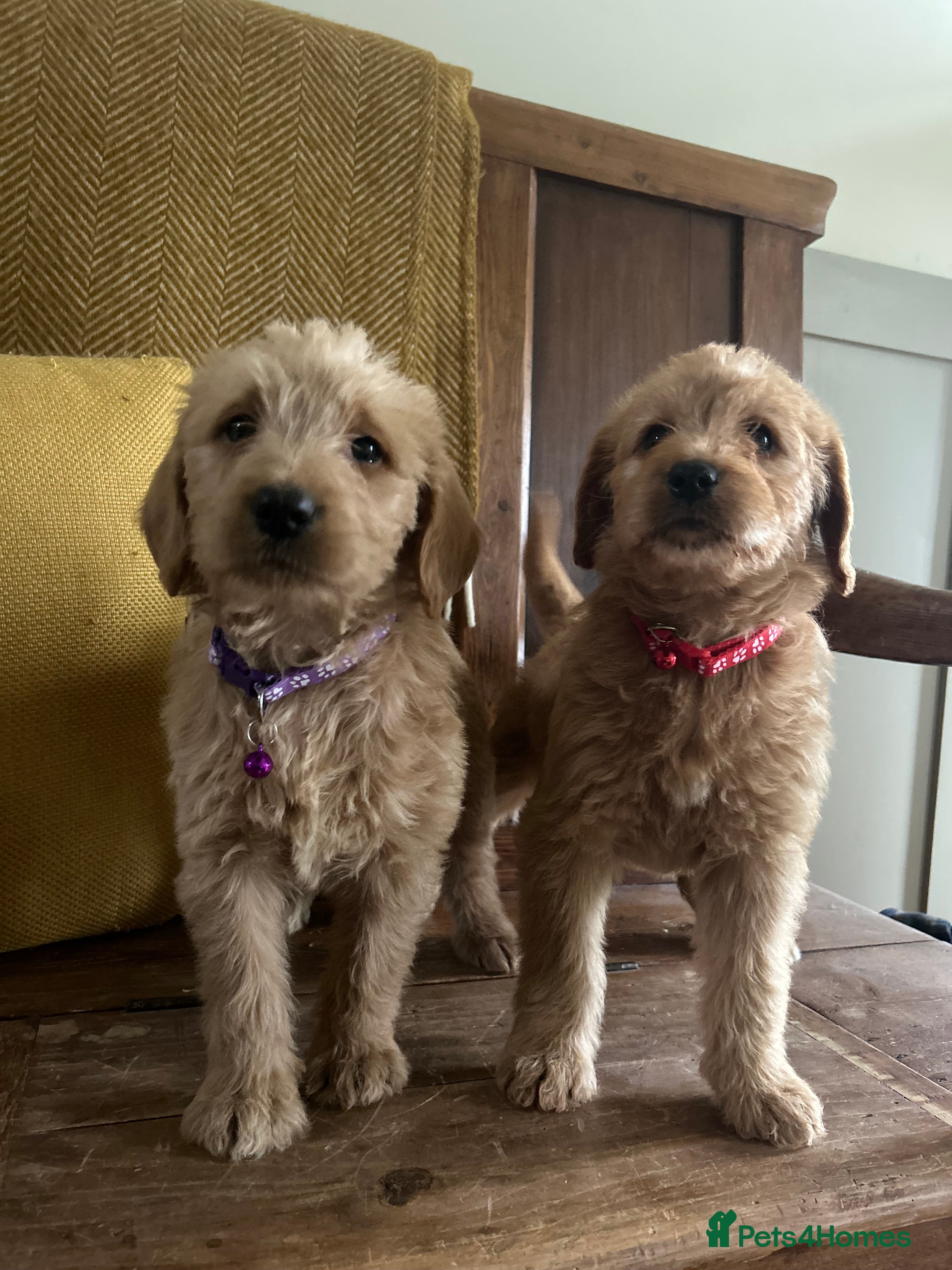 Labradoodle dogs  Labradoodle boys and girls - Advert 2