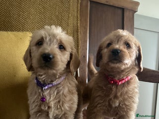 Labradoodle dogs Labradoodle boys and girls - Advert 1