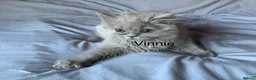 British Longhair cats for sale: GCCF kittens  - Advert 5