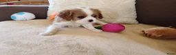 Cavalier King Charles Spaniel dogs for sale: Kc Beautiful puppies for sale. - Advert 17