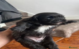 Pekingese dogs for sale: Pekingese puppy (3 girls and 3 boys left) - Image 3