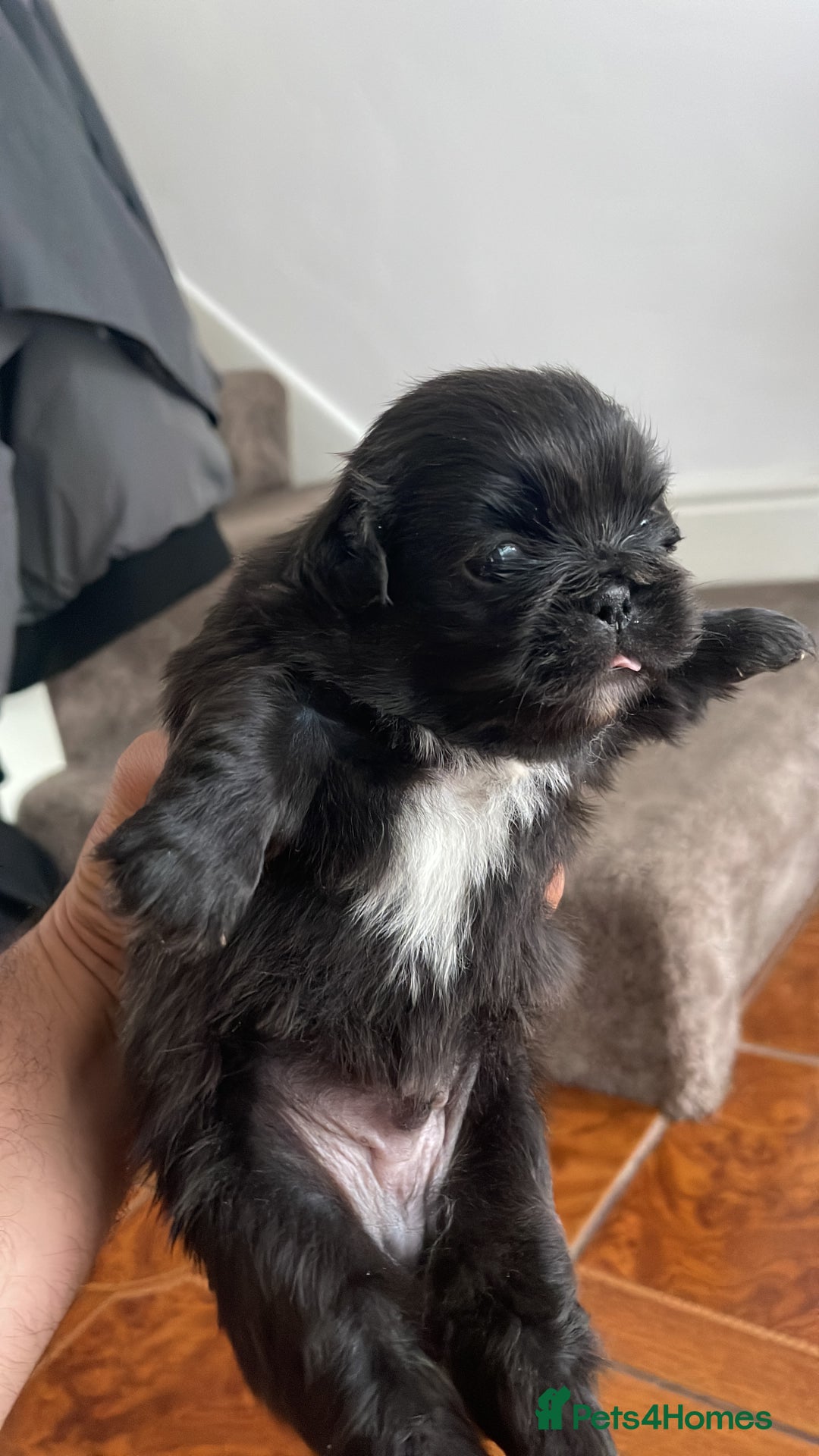 Pekingese dogs for sale: Pekingese puppy (3 girls and 3 boys left) - Image 3