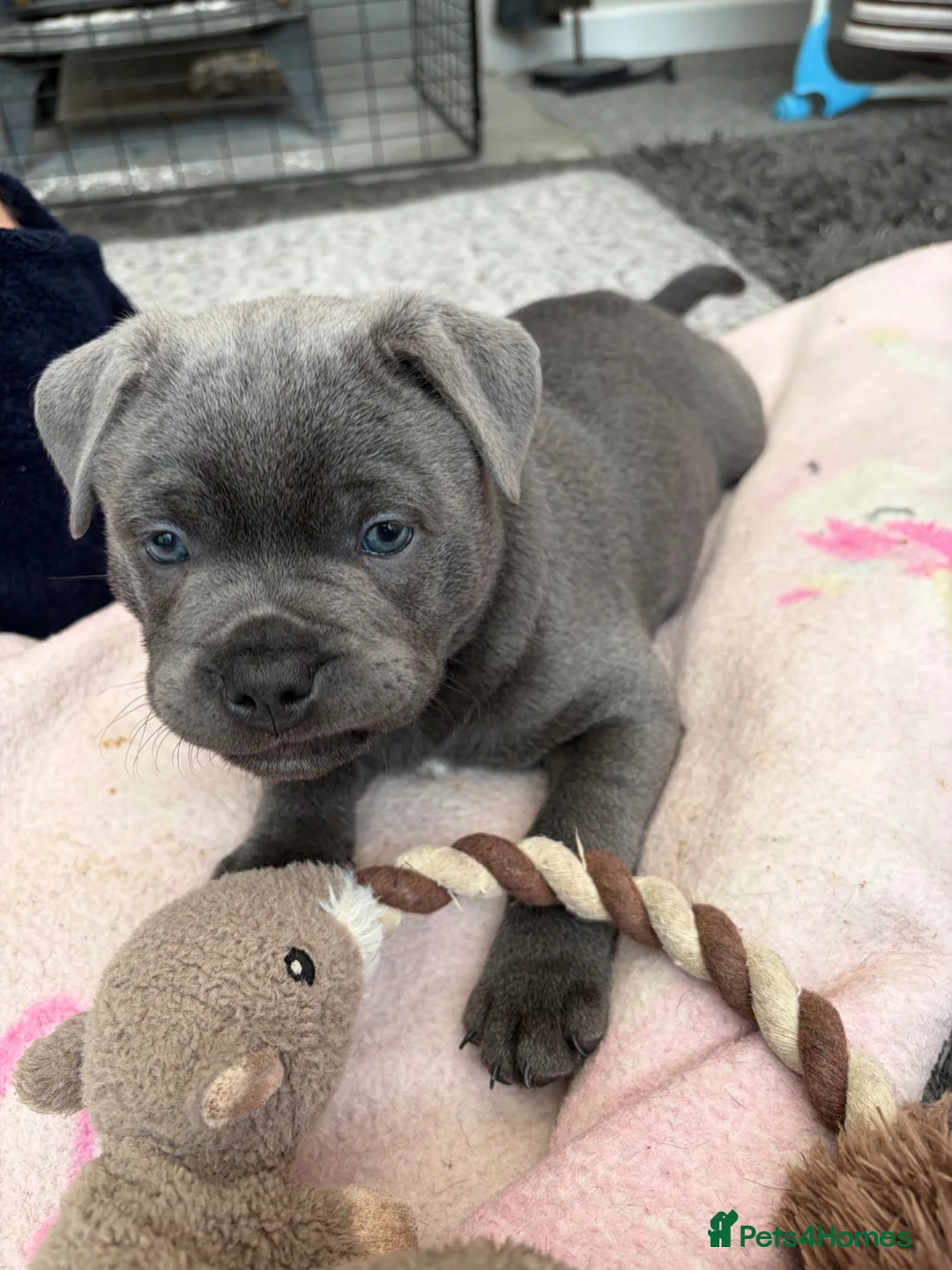 Staffordshire Bull Terrier dogs for sale: Stunning Staffordshire bull terrier male  in Cambridge - Advert 1