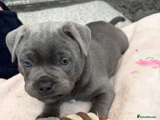 Staffordshire Bull Terrier dogs Stunning Staffordshire bull terrier male - Advert 17