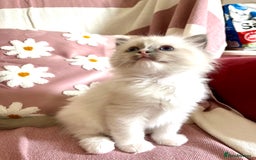 Ragdoll cats for sale: BEAUTIFUL GCCF REGISTERED RAGDOLL KITTENS 💖 - Image 8