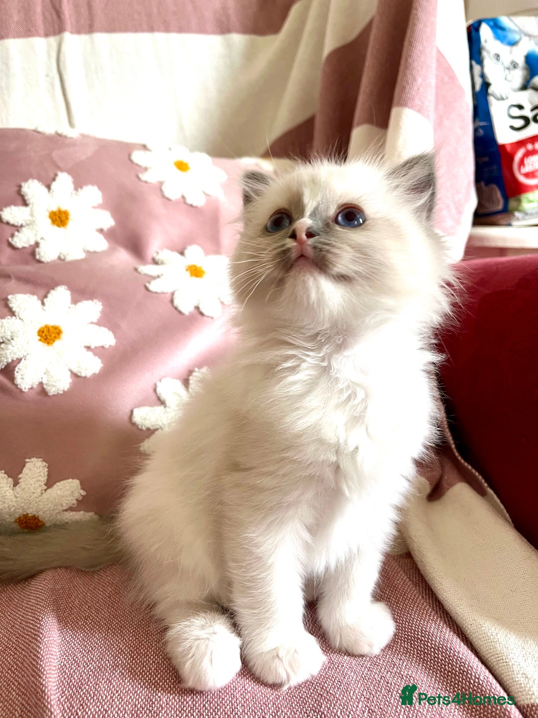Ragdoll cats for sale: BEAUTIFUL GCCF REGISTERED RAGDOLL KITTENS 💖 - Image 8