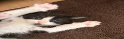Maine Coon cats for sale: Maine Coon Cross Kittens - Advert 2