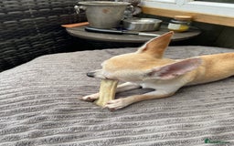 Chihuahua dogs for sale: Smooth coat chihuahua brothers - Image 3