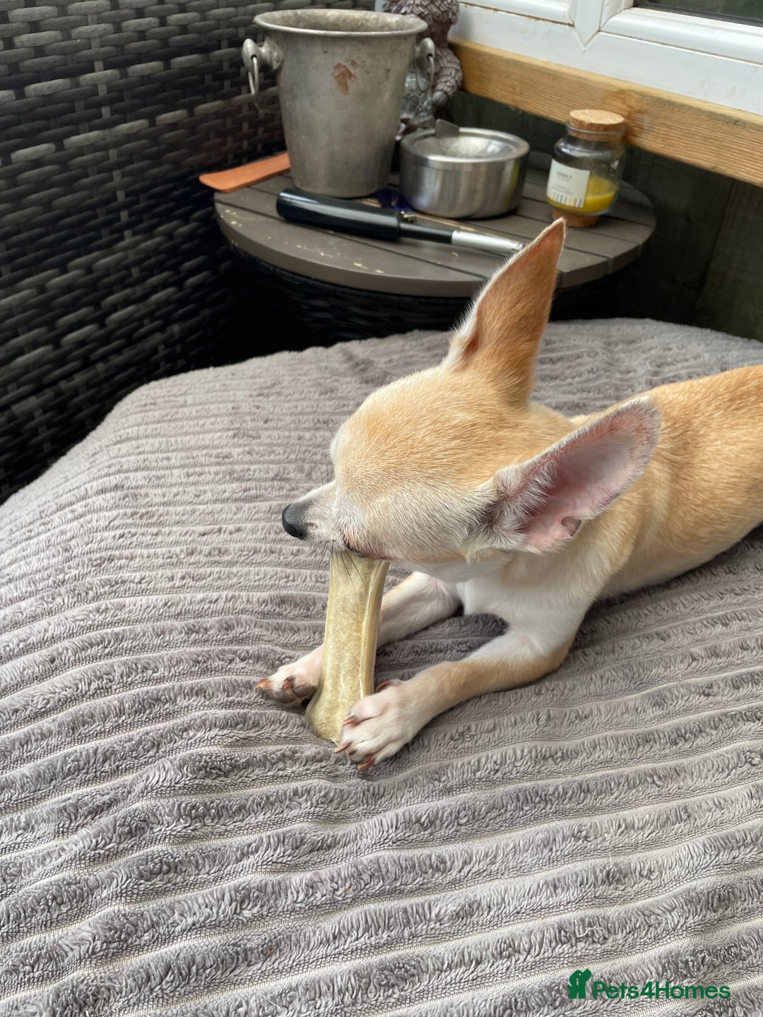 Chihuahua dogs for sale: Smooth coat chihuahua brothers - Image 3