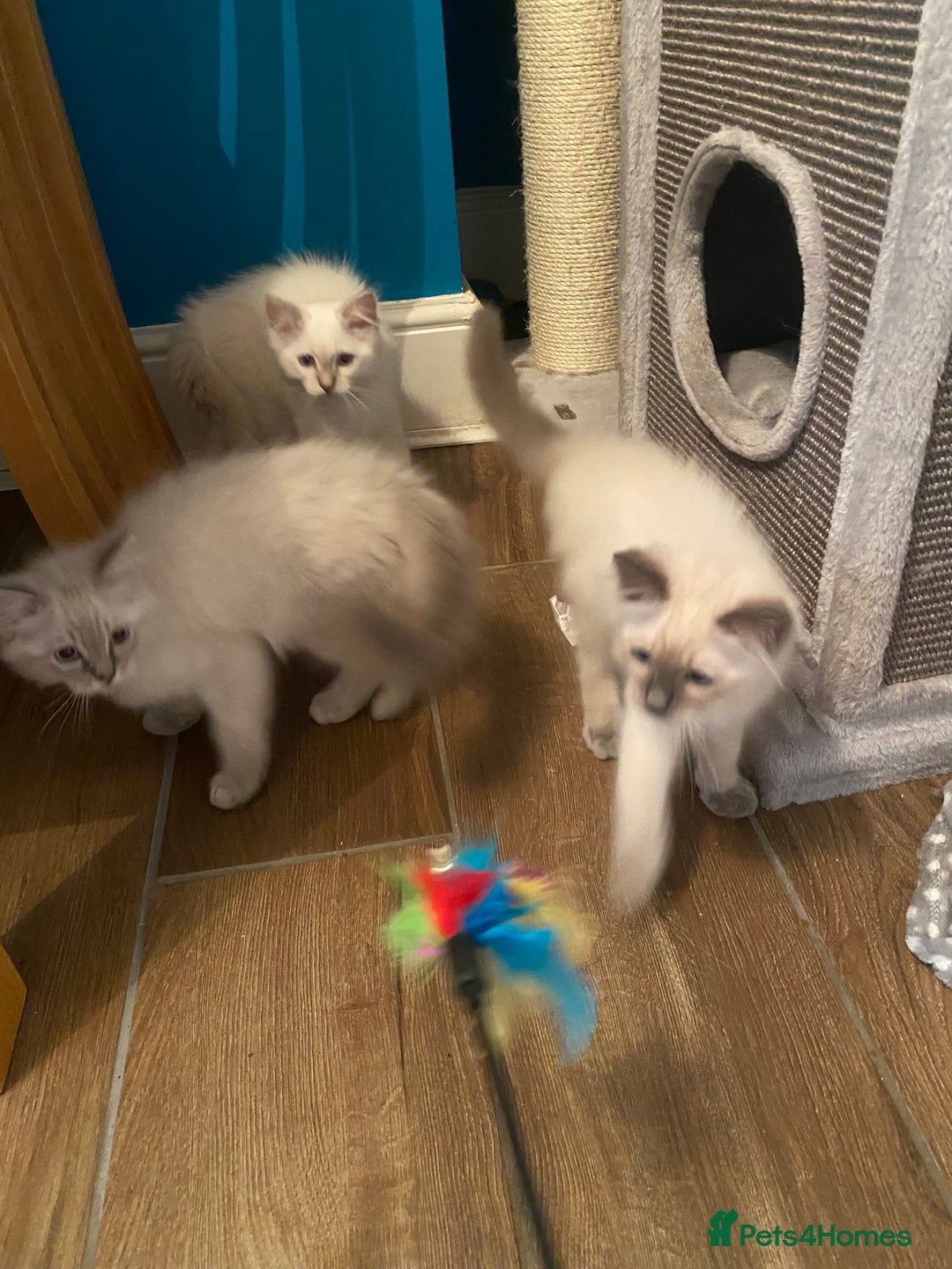Ragdoll cats for sale: Gccf registered 2 boys left can deliver  - Image 17