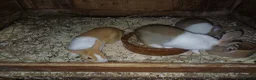 Dutch rabbits for sale: Dutch in brown grey and yellow in Newark - Advert 3