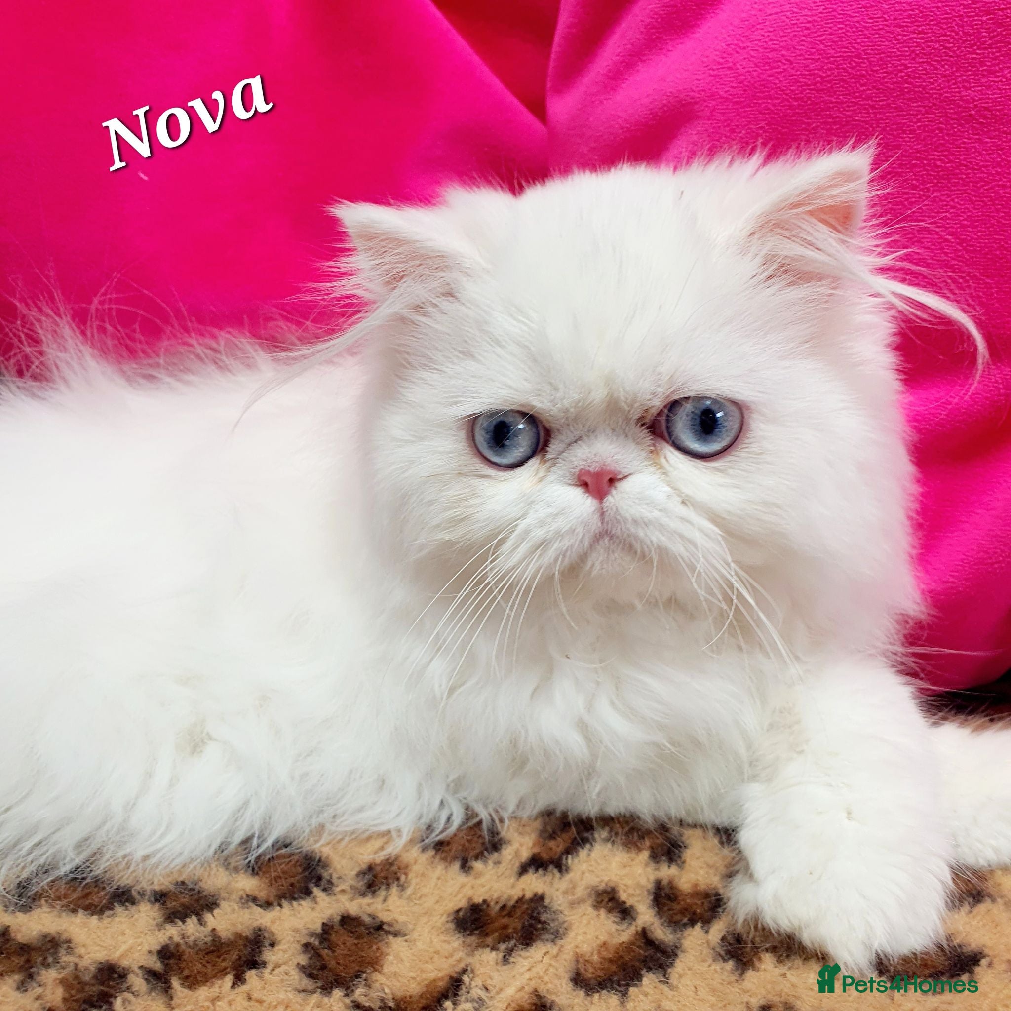 Persian cats 🎀 One girl left GCCF Persian Kitten 🎀 - Advert 17