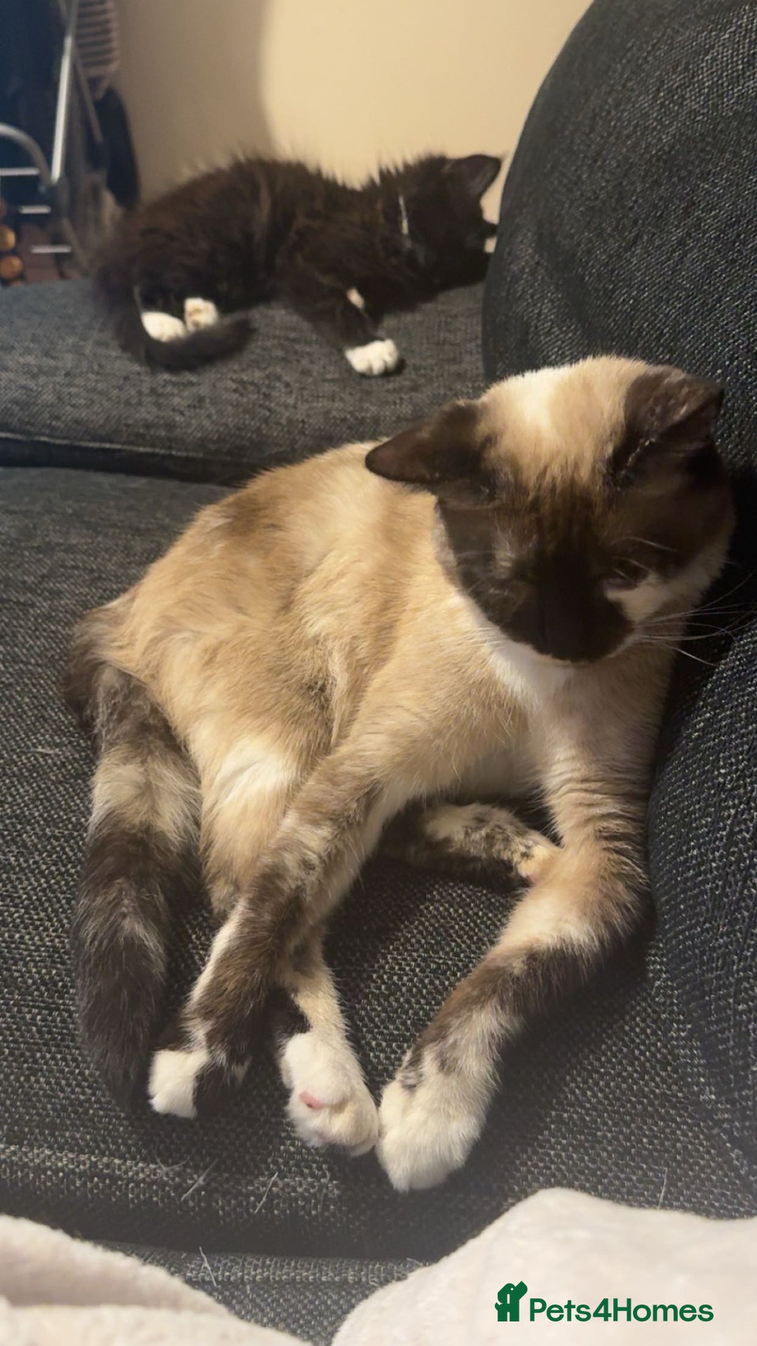 Siamese cats for sale: Female Siamese Cat - URGENT - Advert 2
