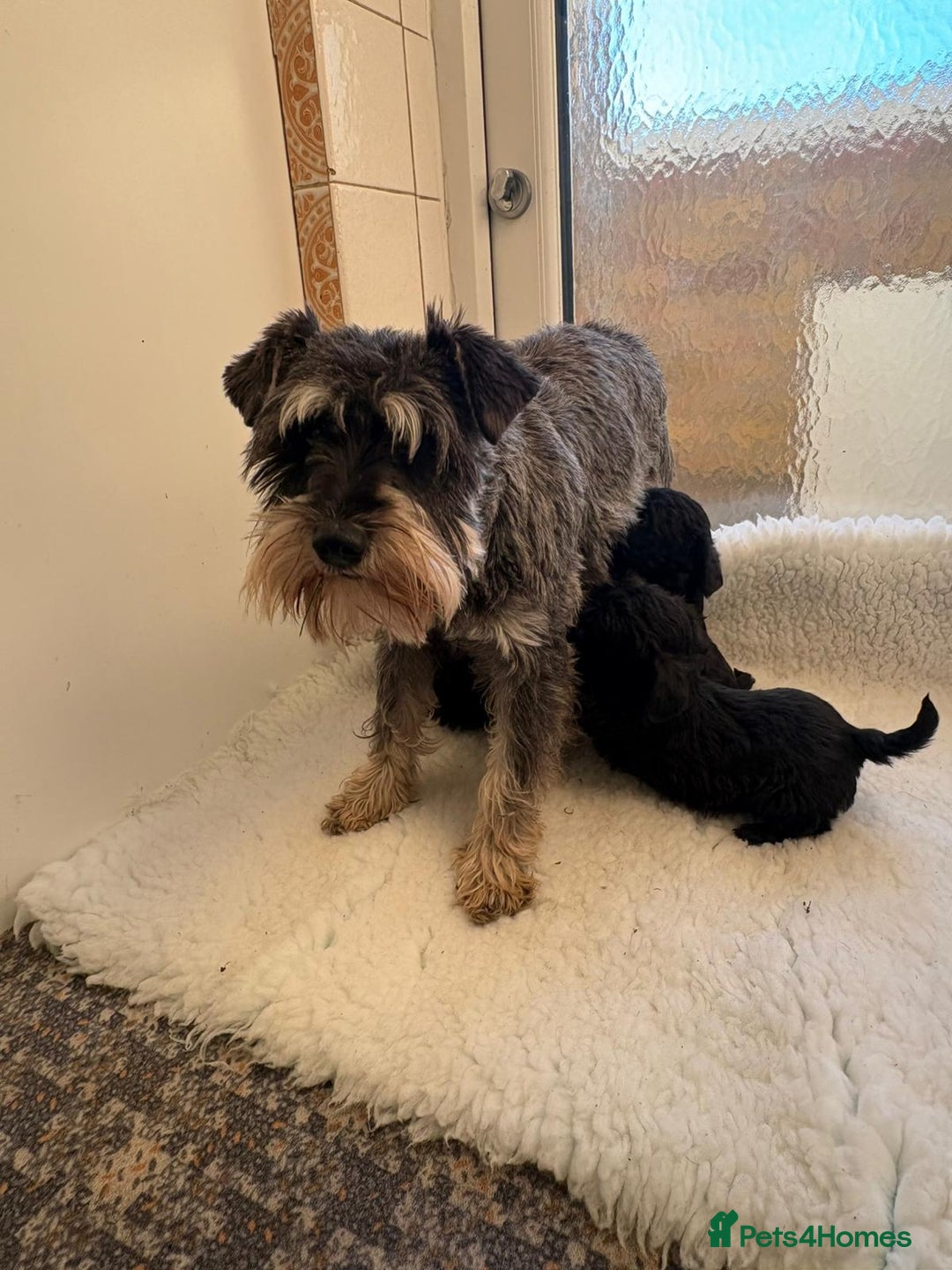 Mixed Breed dogs for sale: Beautiful little schnoodle puppies  - Advert 2