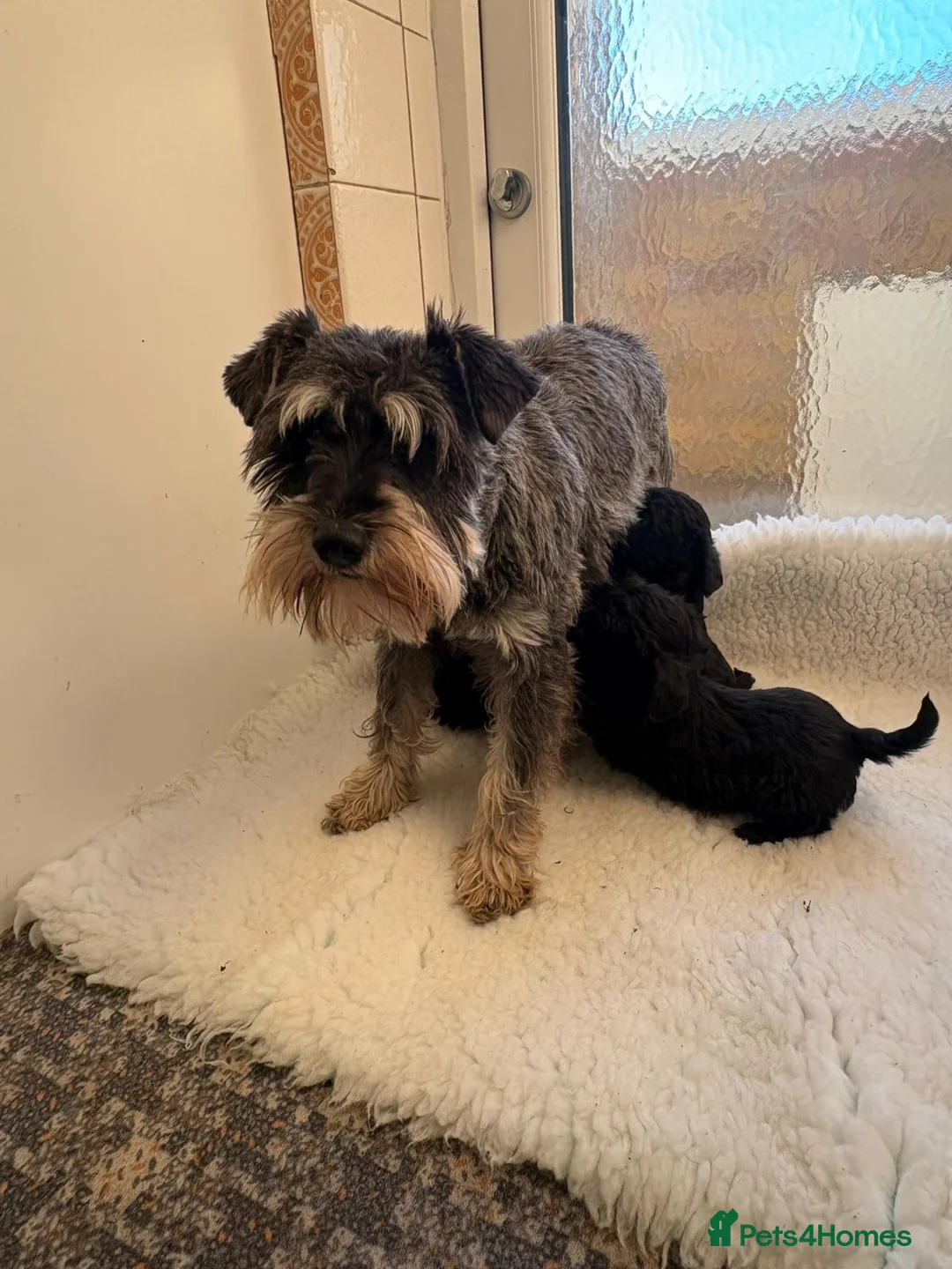 Mixed Breed dogs for sale: Beautiful little schnoodle puppies  - Advert 5