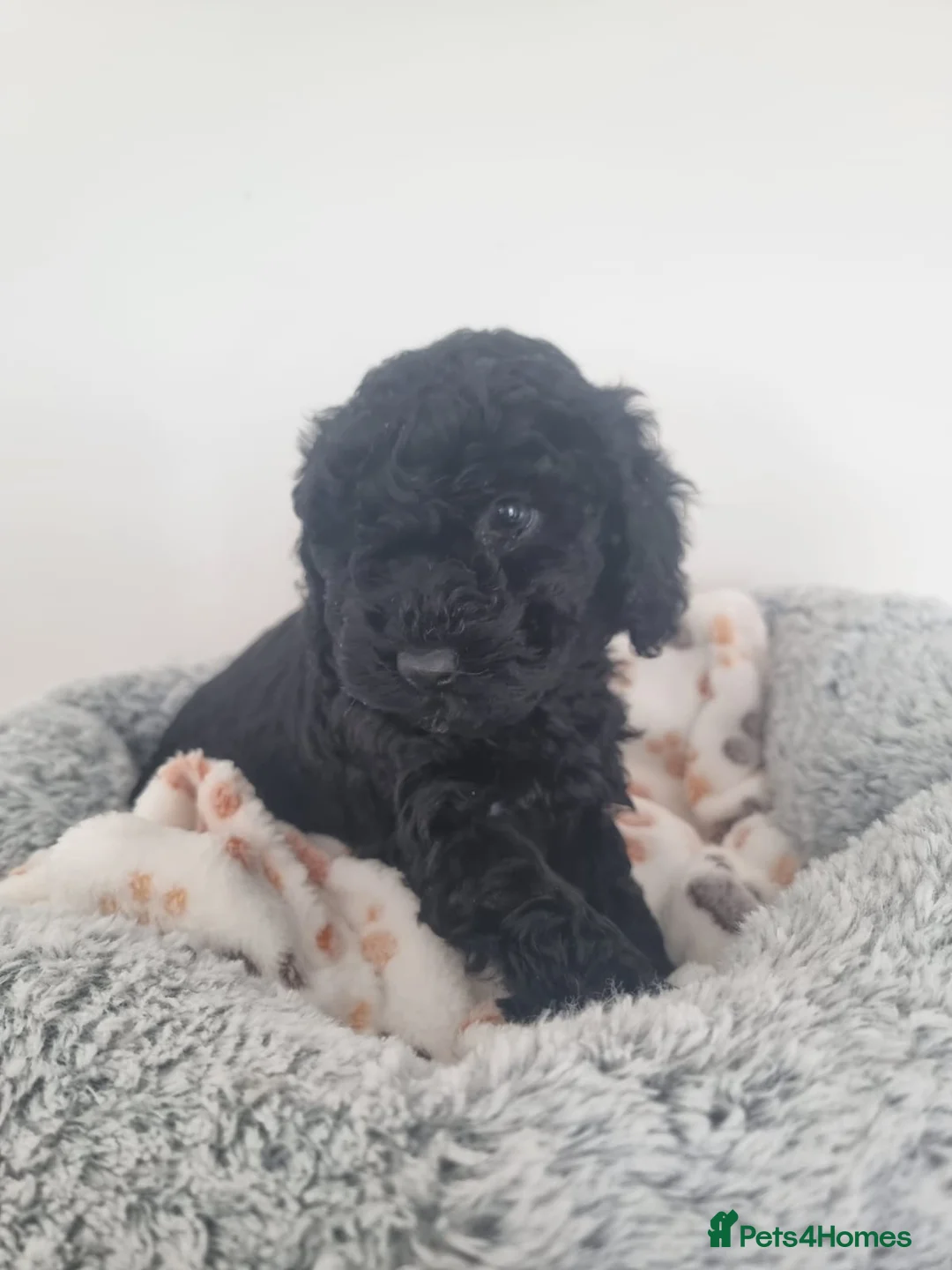 Cavapoochon dogs for sale: 7 Adorable Cavapoochon Puppies - Advert 11