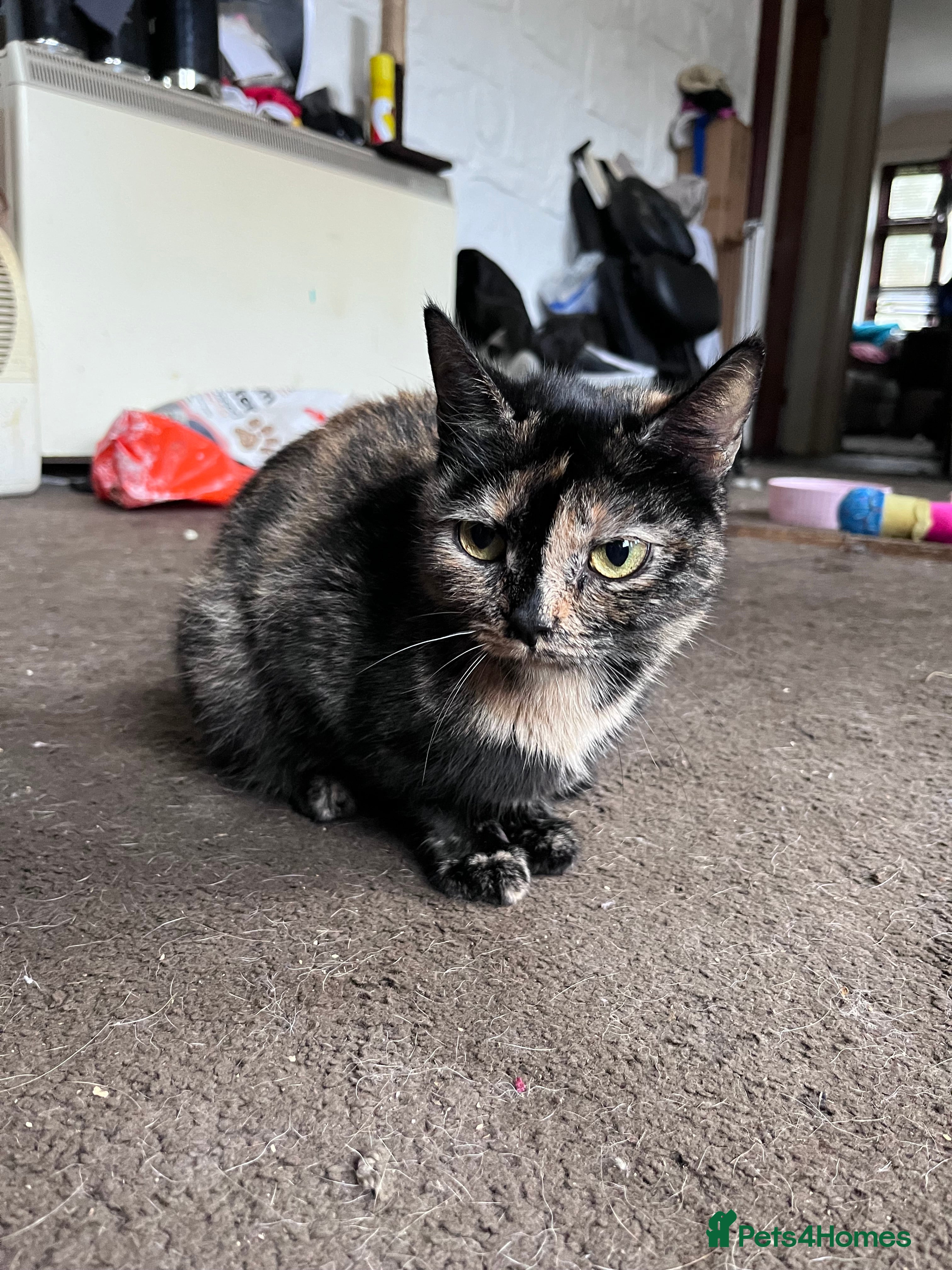 Mixed Breed cats Three beautiful 3/4 exotic kittens  - Advert 3