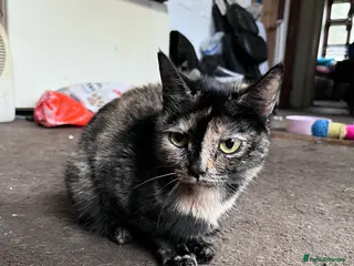 Mixed Breed cats Three beautiful 3/4 exotic kittens - Advert 1