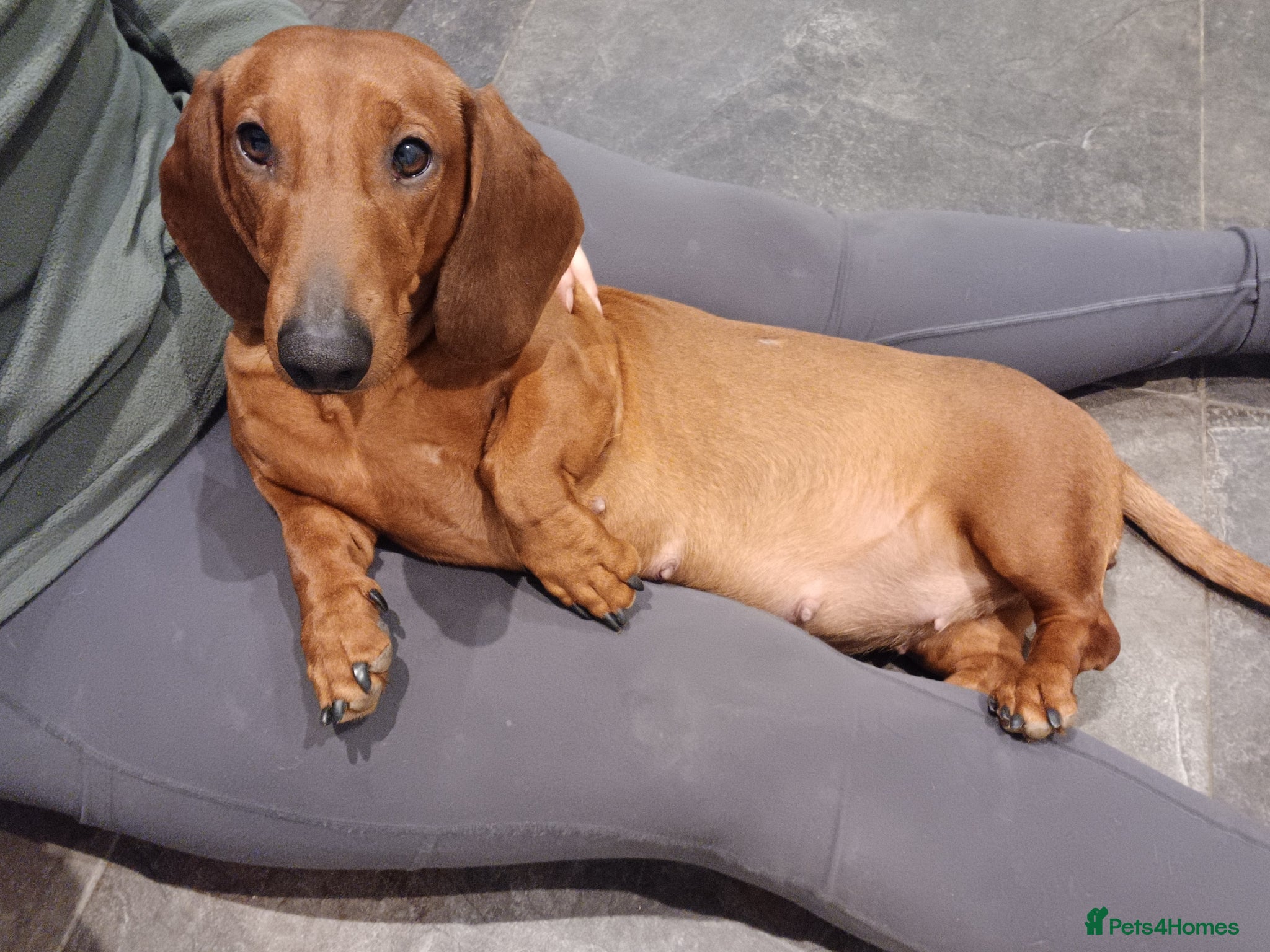 Dachshund dogs Beautiful KC registered smooth standard dachshund  - Advert 1