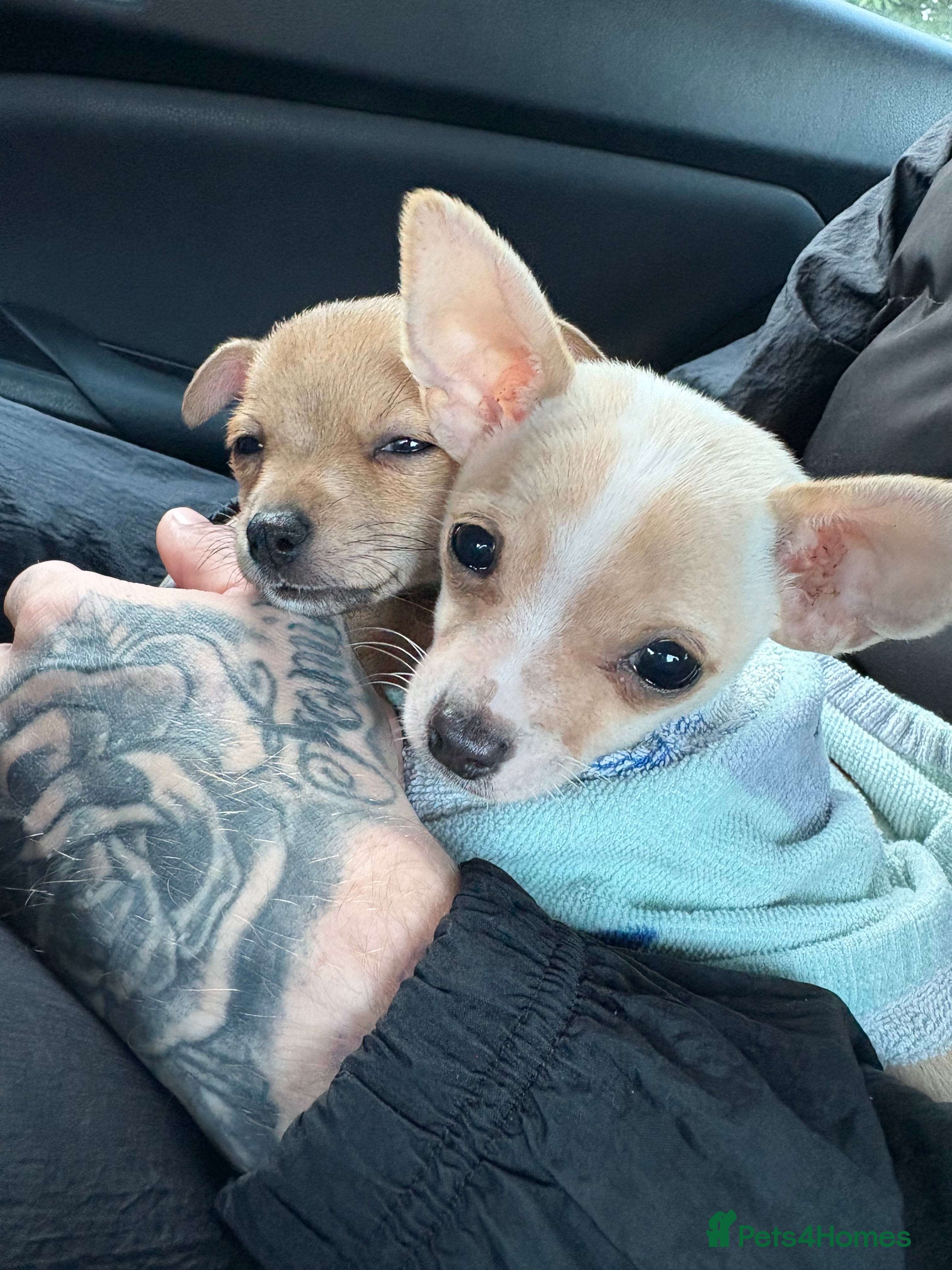 Mixed Breed dogs 2 male puppies  - Advert 6