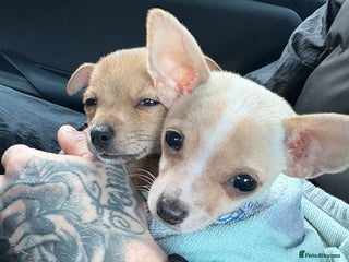 Mixed Breed dogs - Advert 8