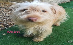 Norfolk Terrier dogs for sale: Norfolk Terrier Puppies  - Image 9