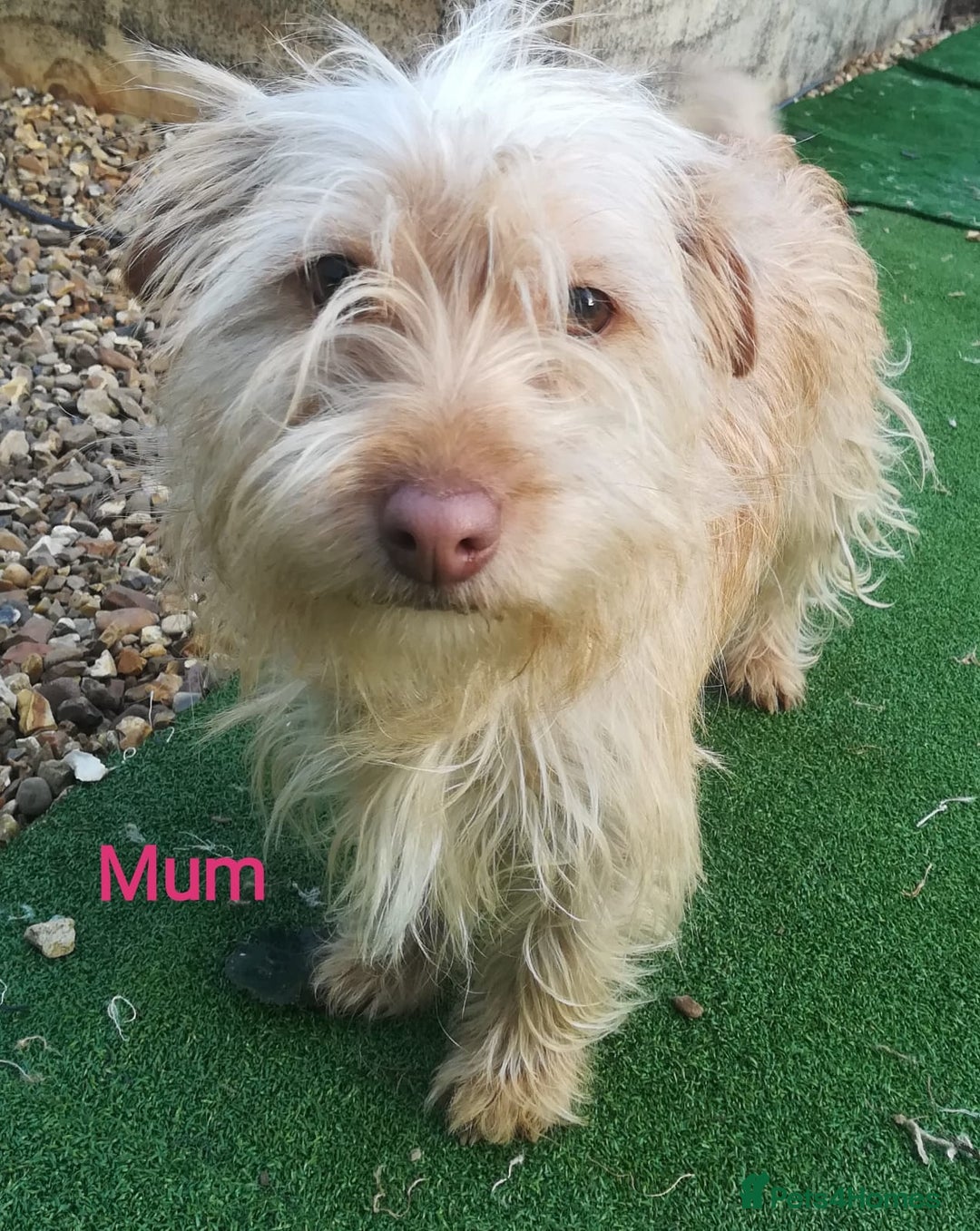 Norfolk Terrier dogs for sale: Norfolk Terrier Puppies  - Image 9