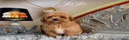 Maltipoo dogs for sale: Tiny teddy Maltipoo- from Asian teddy poodle dad - Advert 16