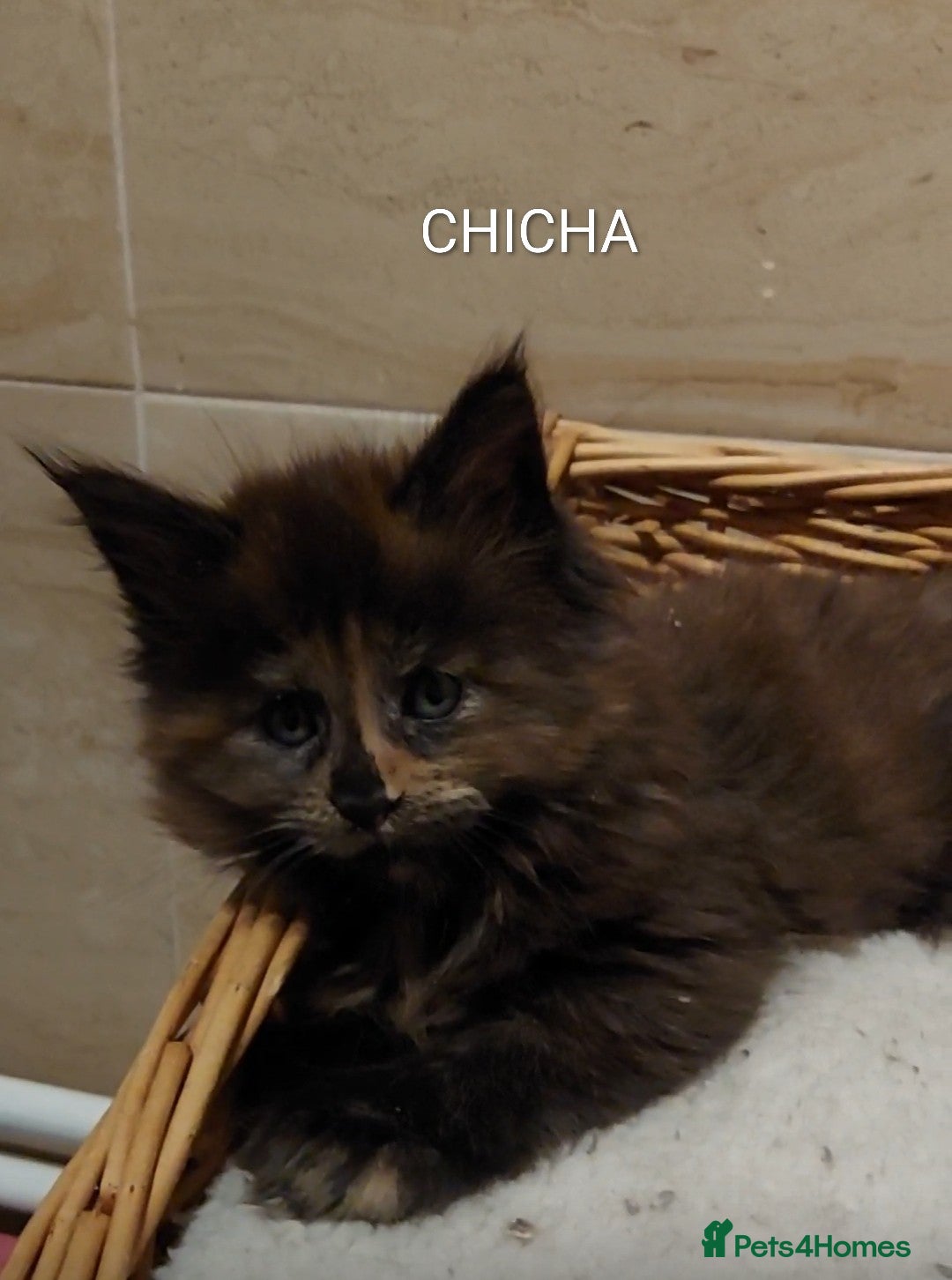 Maine Coon cats for sale: GREAT QUALITY/GCCF/ DNA/ VERY CUTE !!! - Advert 5