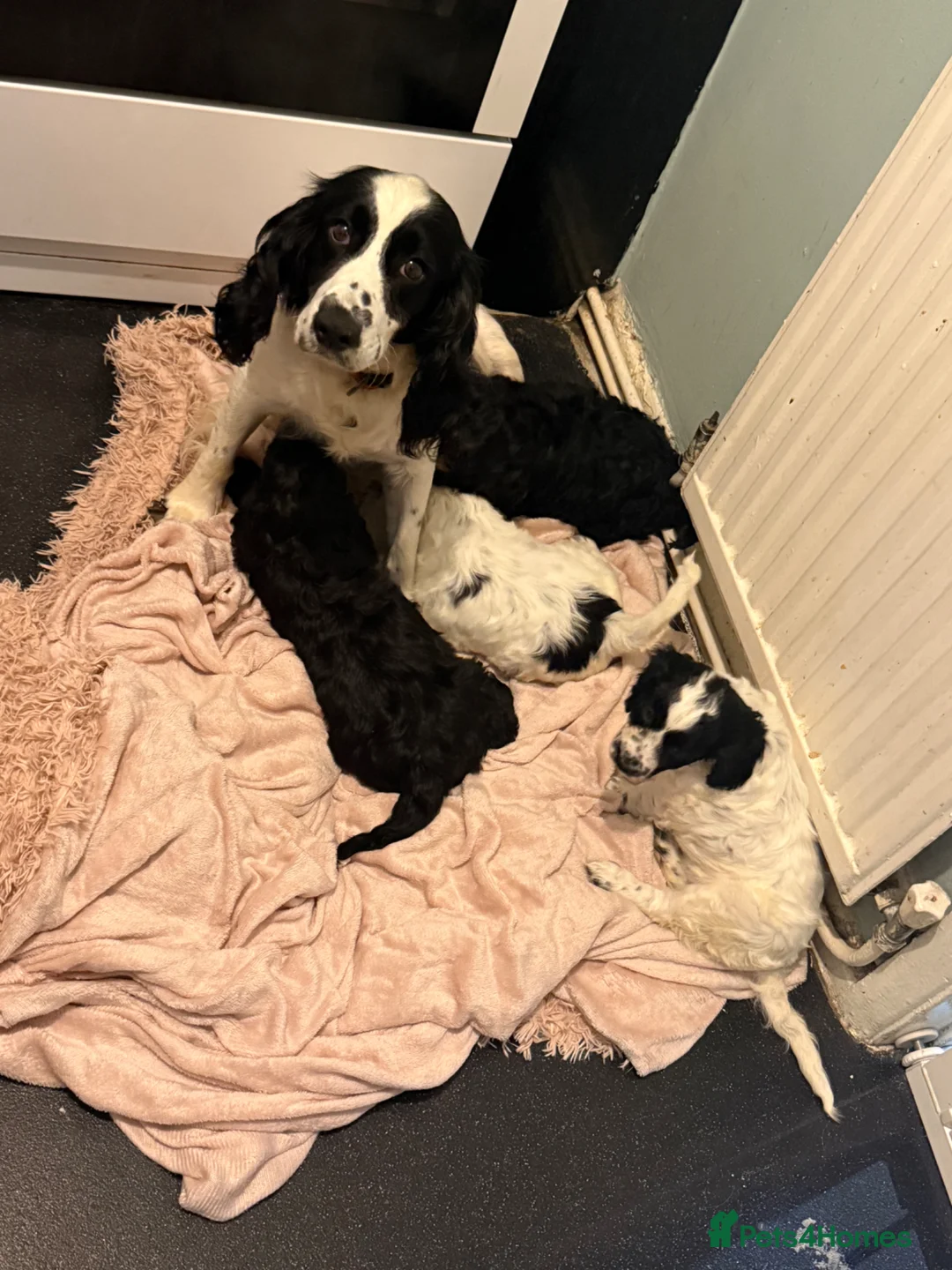 Cockapoo dogs for sale: Adorable cockapoo puppies  in Tilbury - Advert 1