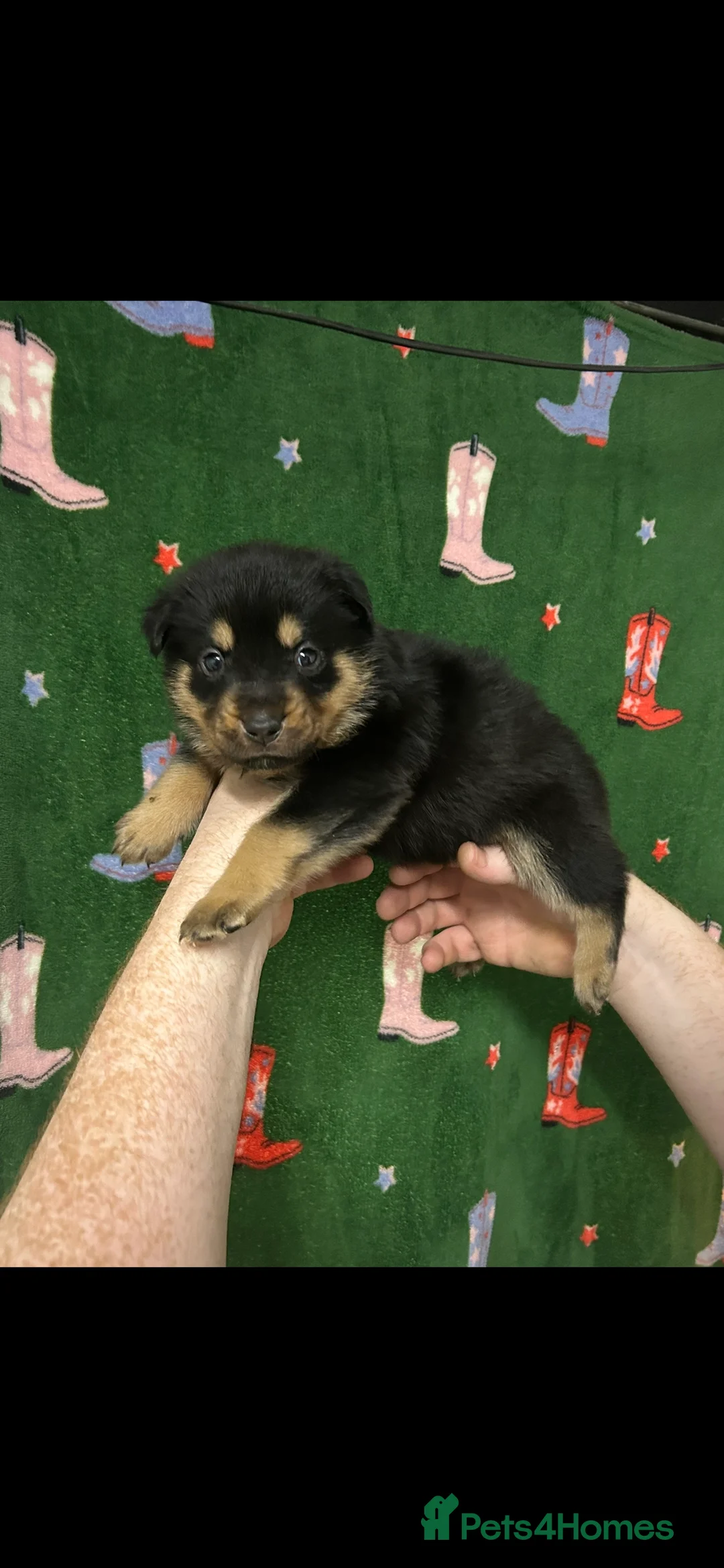 Mixed Breed dogs for sale: Swiss Shepherd Rottweiler  mix breed puppies - Advert 27