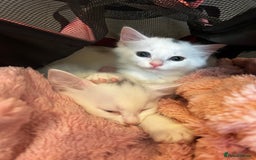 Mixed Breed cats for sale: 8 week old kitten  - Image 2