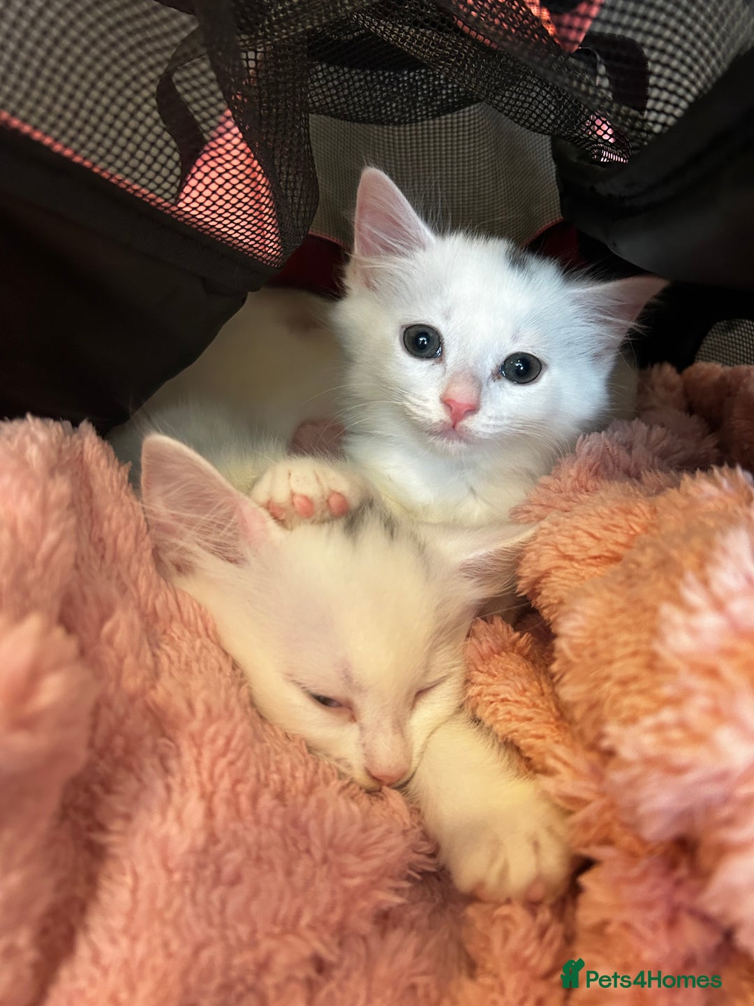 Mixed Breed cats for sale: 8 week old kitten  - Image 2