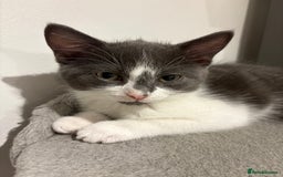 Domestic Shorthair cats for sale: Kittens - Image 4