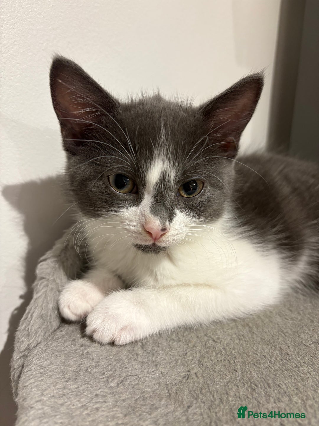 Domestic Shorthair cats for sale: Kittens - Image 4