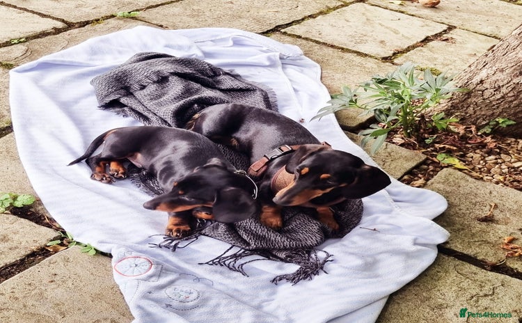 Miniature Dachshund dogs Black-and-Tan Mini Dachshunds—Homes Needed Urgent - Advert 1