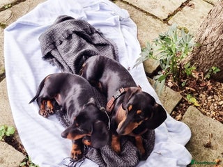 Miniature Dachshund dogs Black-and-Tan Mini Dachshunds—Homes Needed Urgent - Advert 1