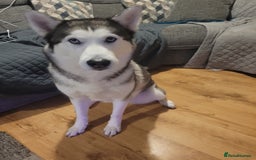 Siberian Husky dogs for stud: Breader - Image 3