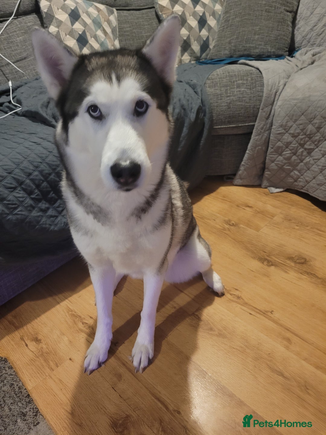 Siberian Husky dogs for stud: Breader - Image 3