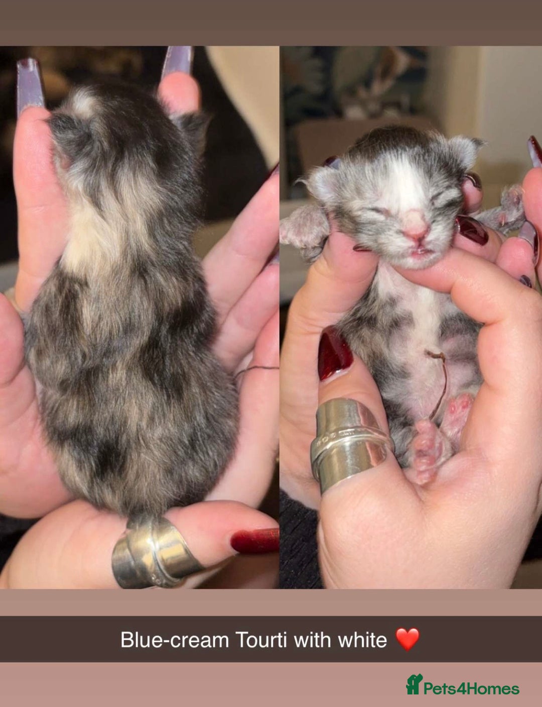 Maine Coon cats for sale: FULL BREED MAINECOONS - Advert 1