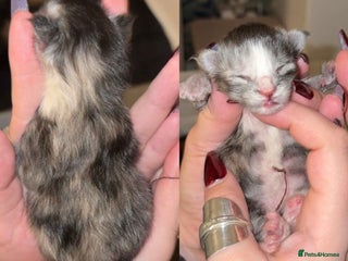 Maine Coon cats FULL BREED MAINECOONS - Advert 1