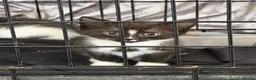 Mixed Breed cats for sale: Kittens for sale  - Advert 22
