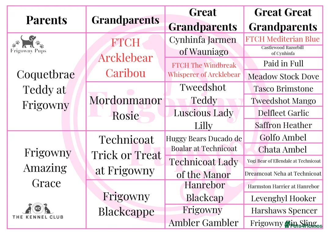 Labrador Retriever dogs for sale: 🖤 Quality RKC Reg Labradors 🧡 Ready mid April 🖤 - Advert 2