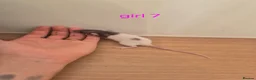 Rat rodents for sale: Baby rats  - Advert 11