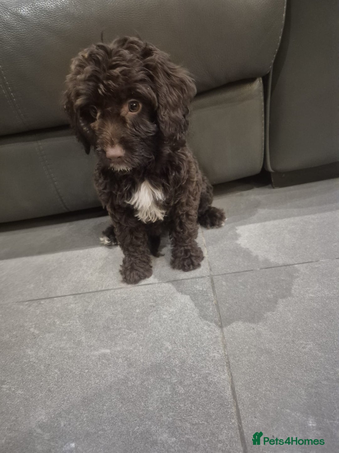 Cockapoo dogs for sale: Last f1B girl ready now - Image 8