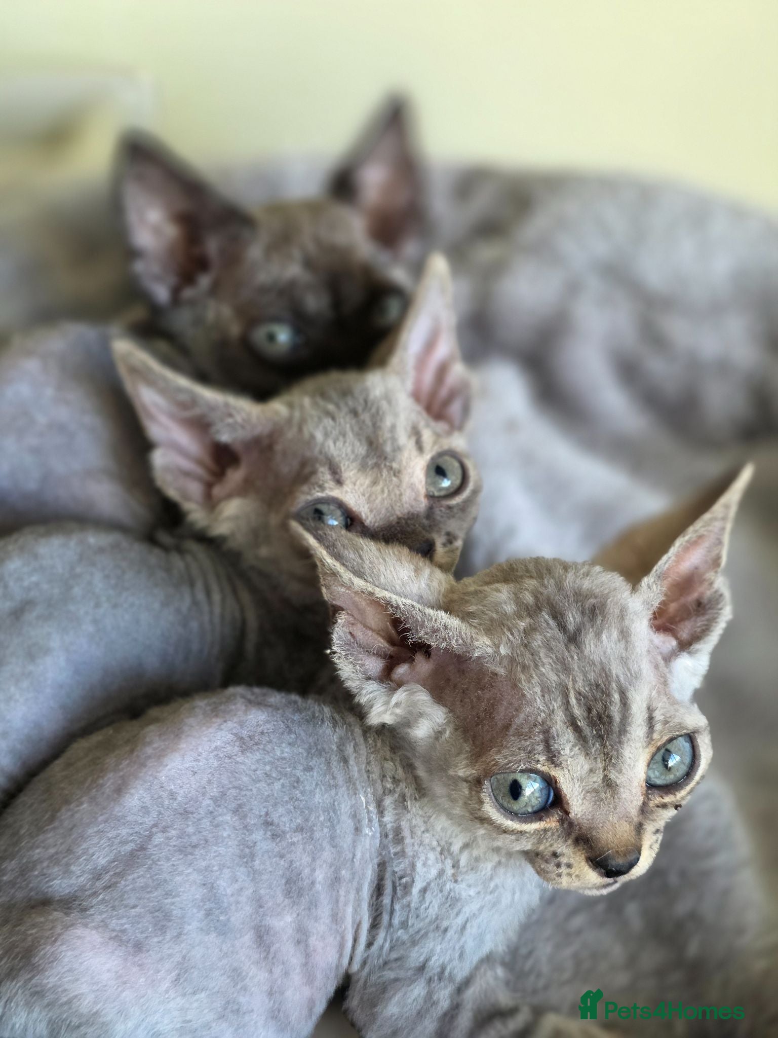 Devon Rex cats Pedigree TICA Registered Devon Rex - Advert 2