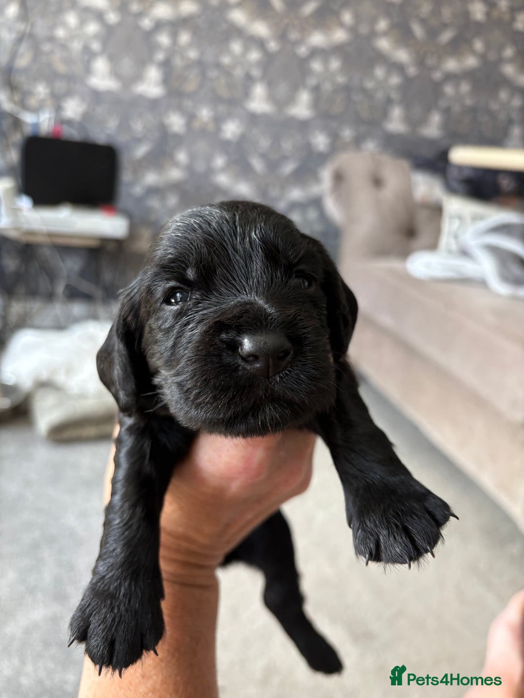 Cocker Spaniel dogs for sale: 3 Adorable kc reg cocker spaniel puppies  - Image 9