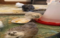 Chickens poultry for sale: GORGEOUS HAND REARED MIXED SEX SILKIE CHICKS 🐥 - Image 11